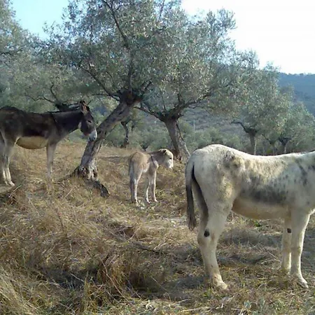 Cortijo Era Grande 2 * Córdoba
