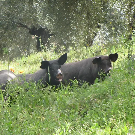 Holiday home Cortijo 