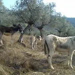 Cortijo 