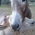 Cortijo 