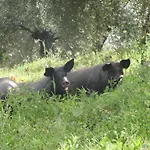度假居 Cortijo 